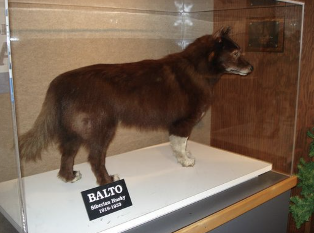 cleveland museum of natural history balto - Balto Siberian Husky 19191933